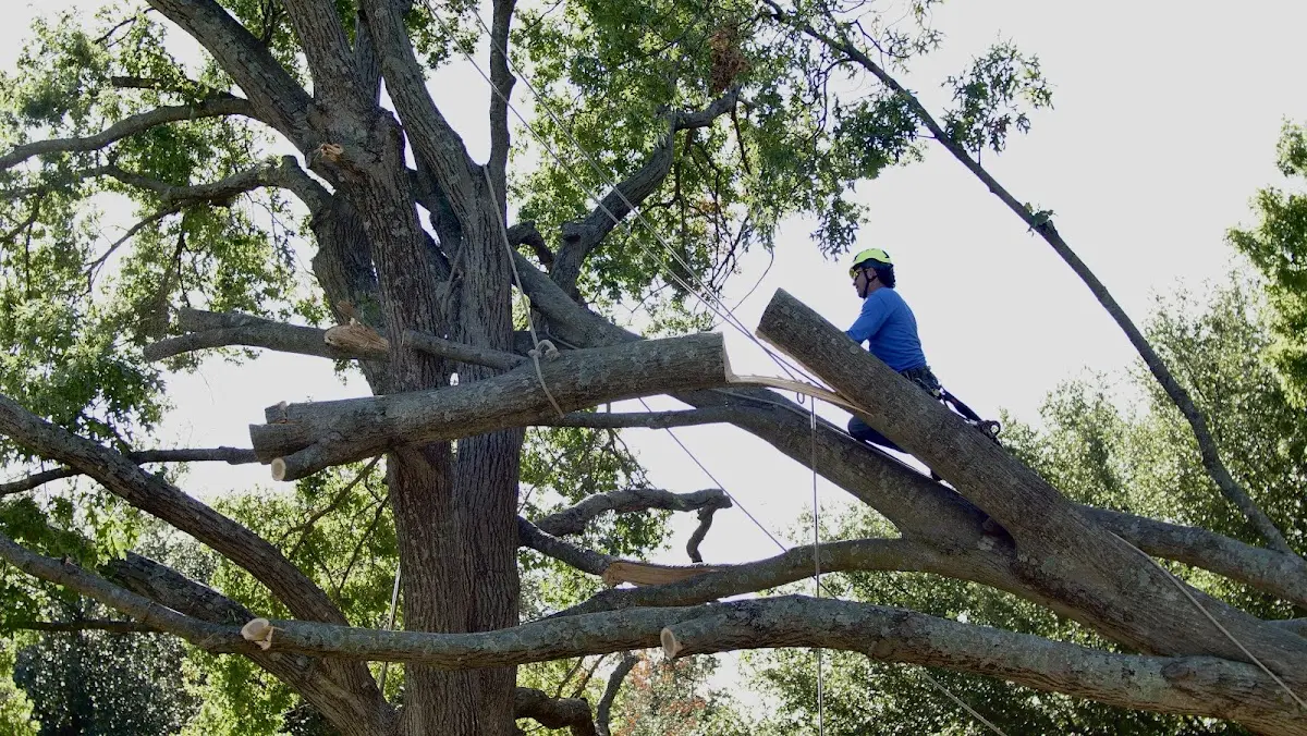 Professional Crown Thinning performed by certified arborists in Pound