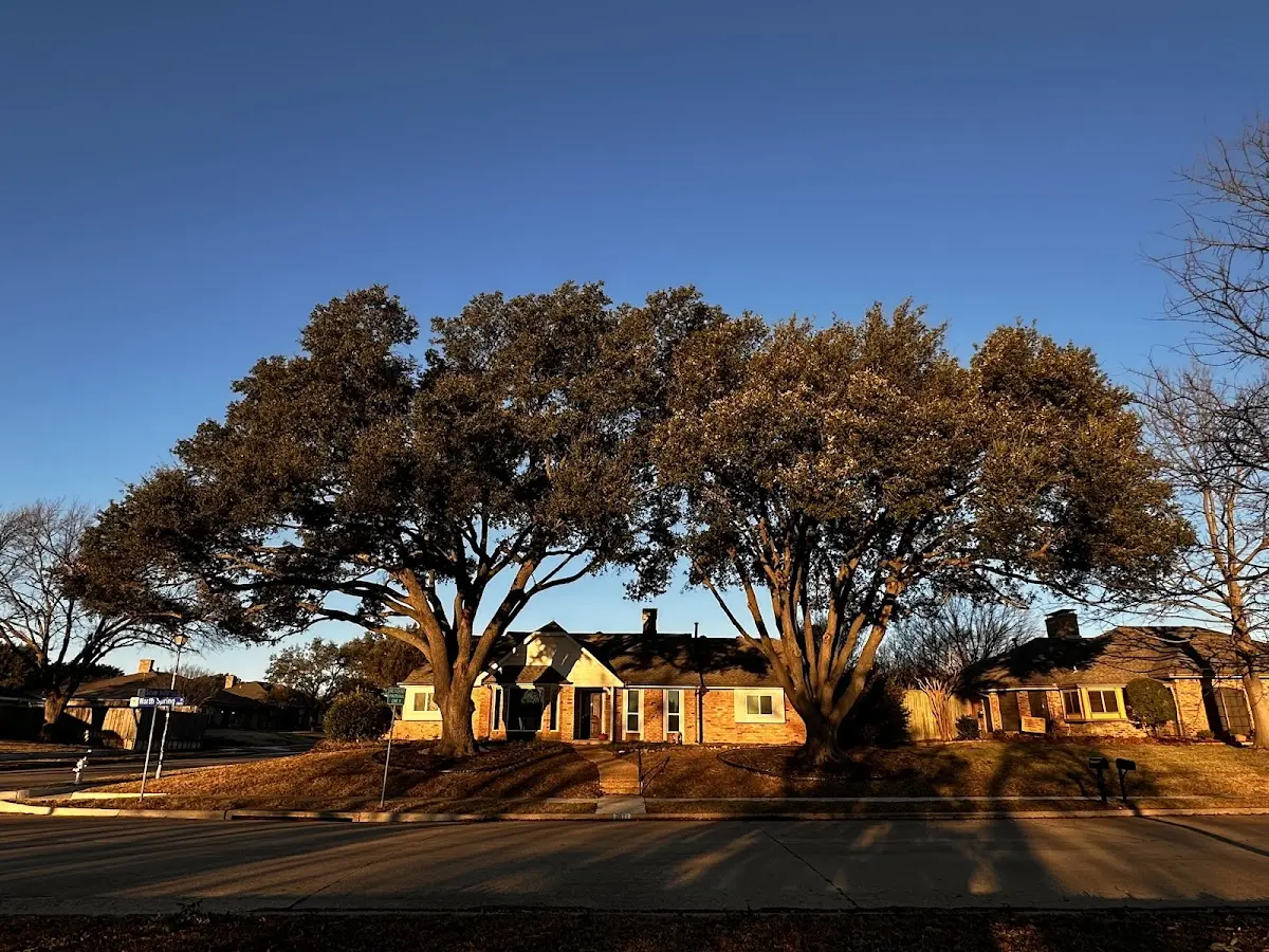 Established residential canopy tree shading a home in Pound